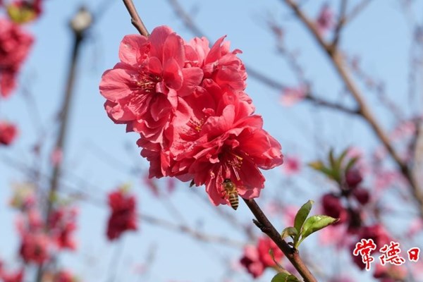 【赏花地图】春风正好 桃花正浓